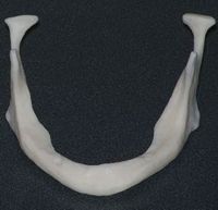Mandibular Jawbone - Our Fairport Dentists can keep your jaw healthy